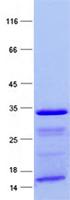 CDC42BPA / MRCK Protein