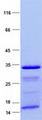 CDC42BPA / MRCK Protein
