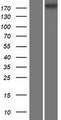 CDC42BPG Protein - Western validation with an anti-DDK antibody * L: Control HEK293 lysate R: Over-expression lysate