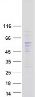 CDC42EP1 / CEP1 Protein - Purified recombinant protein CDC42EP1 was analyzed by SDS-PAGE gel and Coomassie Blue Staining