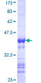 CDC42EP2 Protein - 12.5% SDS-PAGE Stained with Coomassie Blue.
