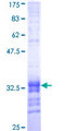 CDC42EP4 / BORG4 Protein - 12.5% SDS-PAGE Stained with Coomassie Blue.