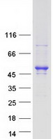 CDC42EP4 / BORG4 Protein - Purified recombinant protein CDC42EP4 was analyzed by SDS-PAGE gel and Coomassie Blue Staining