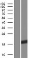 CDC42EP5 Protein - Western validation with an anti-DDK antibody * L: Control HEK293 lysate R: Over-expression lysate