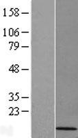 CDC42SE1 Protein - Western validation with an anti-DDK antibody * L: Control HEK293 lysate R: Over-expression lysate