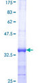 CDC45 Protein - 12.5% SDS-PAGE Stained with Coomassie Blue.