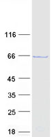 CDC45 Protein - Purified recombinant protein CDC45 was analyzed by SDS-PAGE gel and Coomassie Blue Staining