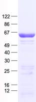 CDC6 Protein