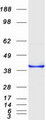 CDCA3 Protein - Purified recombinant protein CDCA3 was analyzed by SDS-PAGE gel and Coomassie Blue Staining