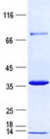 CDCA5 / Sororin Protein