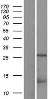 CDCA8 / Borealin Protein - Western validation with an anti-DDK antibody * L: Control HEK293 lysate R: Over-expression lysate