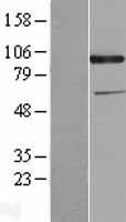 CDCP1 Protein - Western validation with an anti-DDK antibody * L: Control HEK293 lysate R: Over-expression lysate