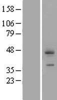 CDCP1 Protein - Western validation with an anti-DDK antibody * L: Control HEK293 lysate R: Over-expression lysate