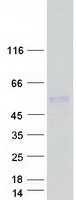 CDCP2 Protein - Purified recombinant protein CDCP2 was analyzed by SDS-PAGE gel and Coomassie Blue Staining