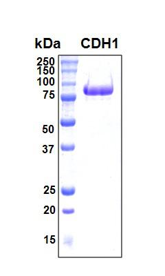 CDH1 / E Cadherin Protein