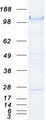 CDH1 / E Cadherin Protein - Purified recombinant protein CDH1 was analyzed by SDS-PAGE gel and Coomassie Blue Staining