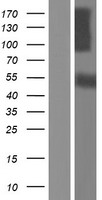 CDH10 / Cadherin 10 Protein - Western validation with an anti-DDK antibody * L: Control HEK293 lysate R: Over-expression lysate