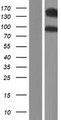 CDH10 / Cadherin 10 Protein - Western validation with an anti-DDK antibody * L: Control HEK293 lysate R: Over-expression lysate