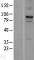 CDH11 / Cadherin 11 Protein - Western validation with an anti-DDK antibody * L: Control HEK293 lysate R: Over-expression lysate