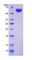 CDH11 / Cadherin 11 Protein - Recombinant Cadherin, Osteoblast By SDS-PAGE