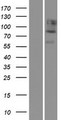 CDH12 / Cadherin 12 Protein - Western validation with an anti-DDK antibody * L: Control HEK293 lysate R: Over-expression lysate