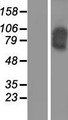 CDH16 / Cadherin 16 Protein - Western validation with an anti-DDK antibody * L: Control HEK293 lysate R: Over-expression lysate