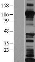 CDH17 / Cadherin 17 Protein - Western validation with an anti-DDK antibody * L: Control HEK293 lysate R: Over-expression lysate