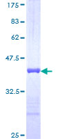 CDH17 / Cadherin 17 Protein - 12.5% SDS-PAGE Stained with Coomassie Blue.