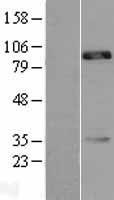 CDH18 / Ey-Cadherin Protein - Western validation with an anti-DDK antibody * L: Control HEK293 lysate R: Over-expression lysate
