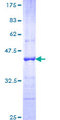 CDH18 / Ey-Cadherin Protein - 12.5% SDS-PAGE Stained with Coomassie Blue.