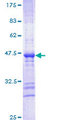 CDH22 / Cadherin 22 Protein - 12.5% SDS-PAGE Stained with Coomassie Blue.