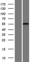 CDH23 / Cadherin 23 Protein - Western validation with an anti-DDK antibody * L: Control HEK293 lysate R: Over-expression lysate