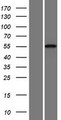 CDH23 / Cadherin 23 Protein - Western validation with an anti-DDK antibody * L: Control HEK293 lysate R: Over-expression lysate