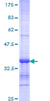 CDH23 / Cadherin 23 Protein - 12.5% SDS-PAGE Stained with Coomassie Blue.