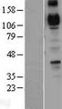 CDH4 / R Cadherin Protein - Western validation with an anti-DDK antibody * L: Control HEK293 lysate R: Over-expression lysate