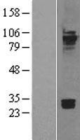 CDH7 / Cadherin 7 Protein - Western validation with an anti-DDK antibody * L: Control HEK293 lysate R: Over-expression lysate