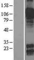 CDH8 / Cadherin 8 Protein - Western validation with an anti-DDK antibody * L: Control HEK293 lysate R: Over-expression lysate
