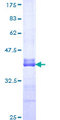 CDH8 / Cadherin 8 Protein - 12.5% SDS-PAGE Stained with Coomassie Blue.