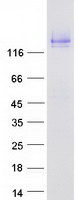 CDHR5 / MUCDHL Protein - Purified recombinant protein CDHR5 was analyzed by SDS-PAGE gel and Coomassie Blue Staining