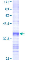 CDK11A / CDC2L2 Protein