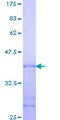 CDK11B / CDC2L1 Protein - 12.5% SDS-PAGE Stained with Coomassie Blue.
