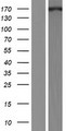 CDK12 / CRKRS Protein - Western validation with an anti-DDK antibody * L: Control HEK293 lysate R: Over-expression lysate