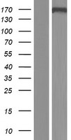 CDK13 / CDC2L5 Protein - Western validation with an anti-DDK antibody * L: Control HEK293 lysate R: Over-expression lysate