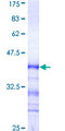 CDK13 / CDC2L5 Protein - 12.5% SDS-PAGE Stained with Coomassie Blue.