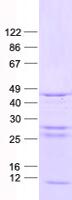 CDK15 / ALS2CR7 Protein