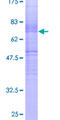 CDK16 / PCTAIRE Protein - 12.5% SDS-PAGE of human PCTK1 stained with Coomassie Blue