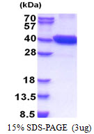 CDK16 / PCTAIRE Protein