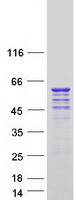 CDK16 / PCTAIRE Protein - Purified recombinant protein CDK16 was analyzed by SDS-PAGE gel and Coomassie Blue Staining