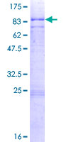 CDK17 / PCTK2 / PCTAIRE2 Protein - 12.5% SDS-PAGE of human PCTK2 stained with Coomassie Blue