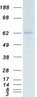 CDK17 / PCTK2 / PCTAIRE2 Protein - Purified recombinant protein CDK17 was analyzed by SDS-PAGE gel and Coomassie Blue Staining